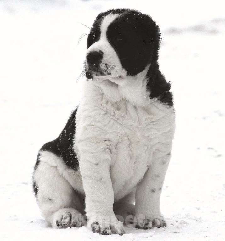 Собаки в Санкт-Петербурге: Щенки Алабая Мальчик, 80 000 руб. - фото 2