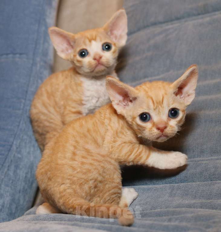 Кошки в Санкт-Петербурге: Девон рекс Мальчик, 50 000 руб. - фото 6