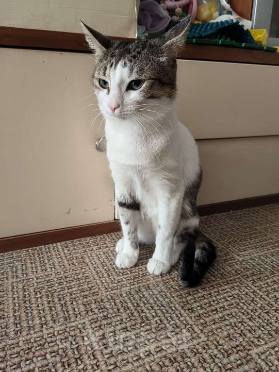 Кошки в Уфе: Рысик Мальчик, Бесплатно - фото 2