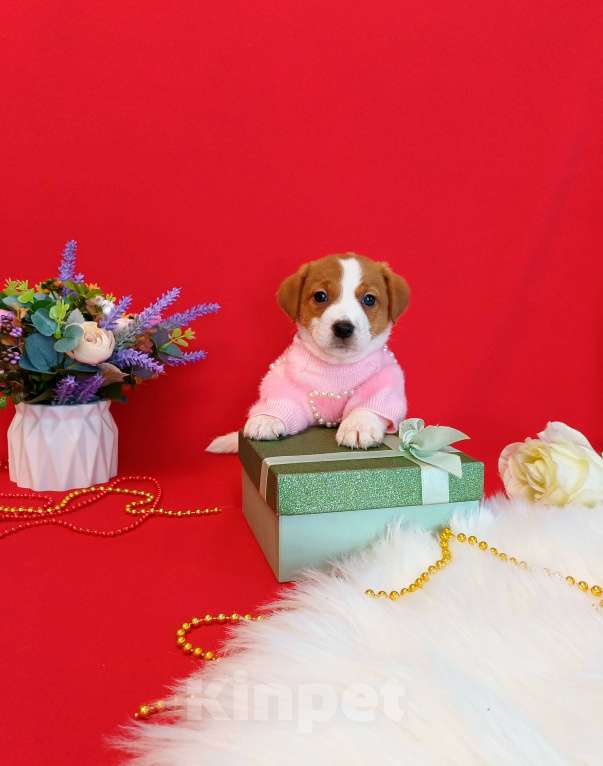 Собаки в Чите: Щенки Джек Рассел терьер девочки и мальчики Девочка, 35 000 руб. - фото 6