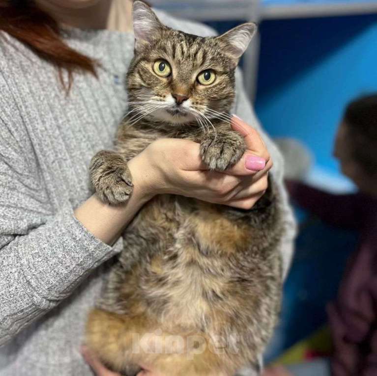 Кошки в Москве: Самая ласковая на свете кошечка Юля Девочка, Бесплатно - фото 5