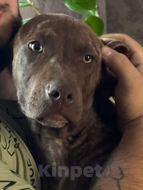 Собаки в Шахте: Питбуль девочки  Девочка, 20 000 руб. - фото 4