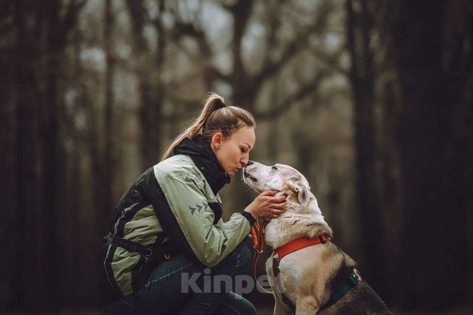 Собаки в Москве: Марко ищет дом и семью! Мальчик, Бесплатно - фото 7