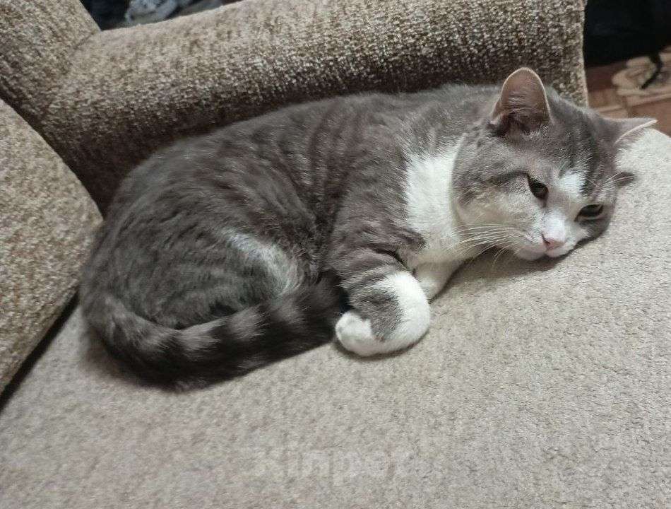 Кошки в Иркутске: Потерялся кот Мальчик, 1 000 руб. - фото 2