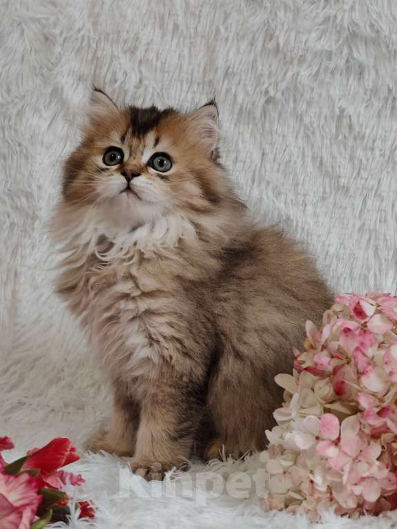 Кошки в Москве: Длинношертсная шотландская кошечка Девочка, 65 000 руб. - фото 2