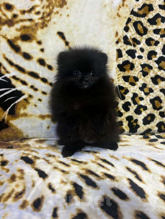 Собаки в Магнитогорске: померанские шпицы Мальчик, 20 000 руб. - фото 3