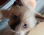 Кошки в Москве: Котёнок ищет дом Девочка, Бесплатно - фото 3