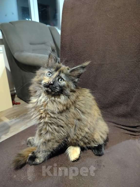 Кошки в Новосибирске: кошка  Девочка, Бесплатно - фото 2