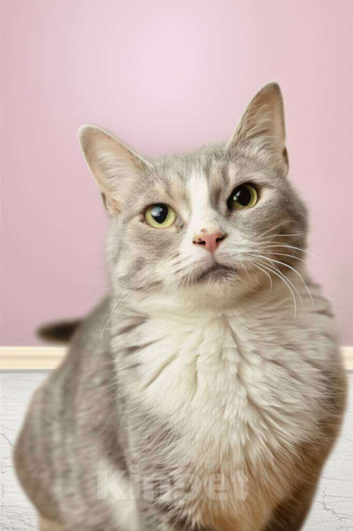 Кошки в Москве: Уже 10 месяцев ждет семью Девочка, Бесплатно - фото 1