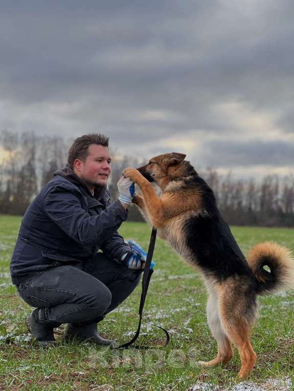 Собаки в Клине: Фундук — ласковый добряк, который ищет свою семью Мальчик, Бесплатно - фото 3