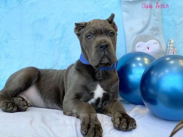 Собаки в Москве: Великолепные щенки кане корсо Мальчик, 60 000 руб. - фото 4