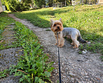 Собаки в Туле: Жених на вязку♡+♡=♡, 2 000 руб. - фото 8