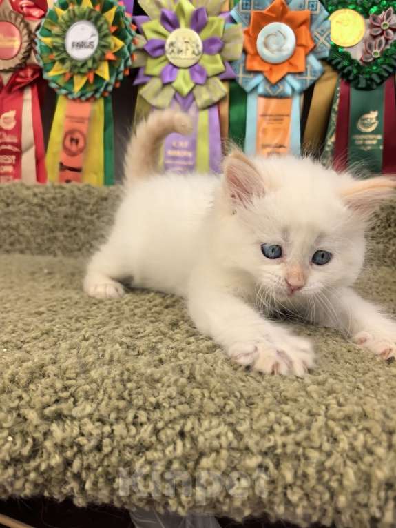 Кошки в Тюмени: Сибирские котята Девочка, 70 000 руб. - фото 5