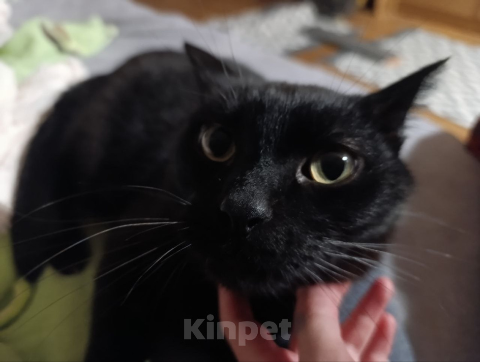 Кошки в Москве: Кот Пума ищет дом Мальчик, Бесплатно - фото 6