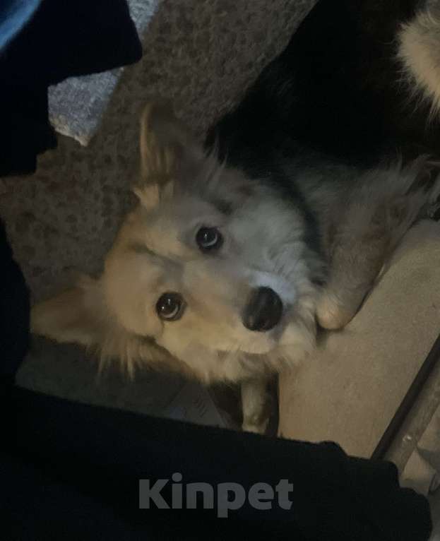 Собаки в других городах Башкортостана: ПРОПАЛА СОБАКА!!! Девочка, Бесплатно - фото 4