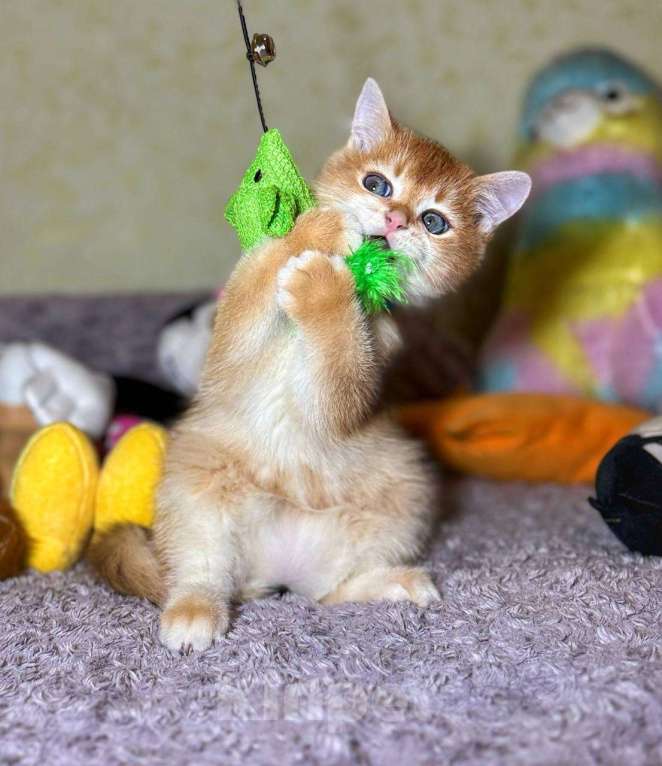 Кошки в Абакане: Мальчик золотая шиншила Мальчик, 50 000 руб. - фото 1