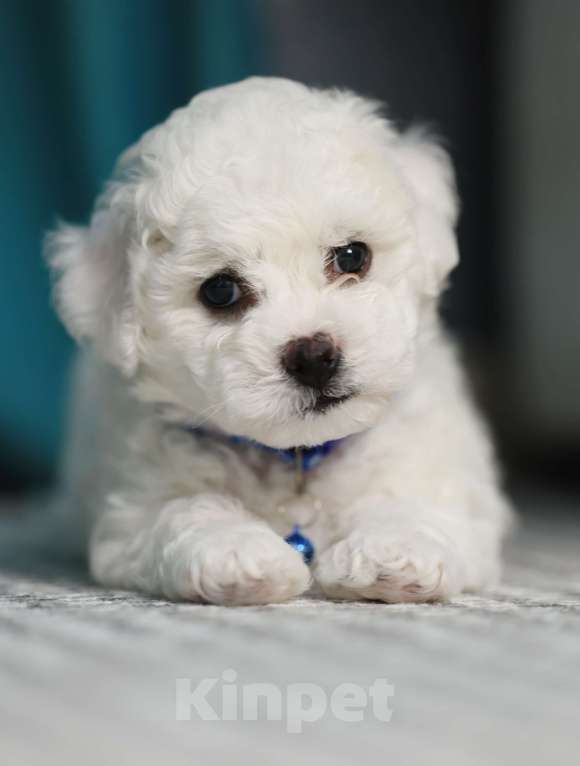 Собаки в Волгограде: Антонио Королевский дар  Мальчик, 160 000 руб. - фото 4