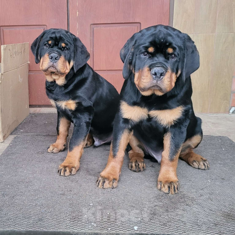 Собаки в других городах Московской области: Щенки ротвейлера Мальчик, Бесплатно - фото 1