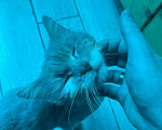 Кошки в других городах Краснодарского края: 🐱 ПУШОК ИЩЕТ ДОМ | Новороссийск Мальчик, Бесплатно - фото 2