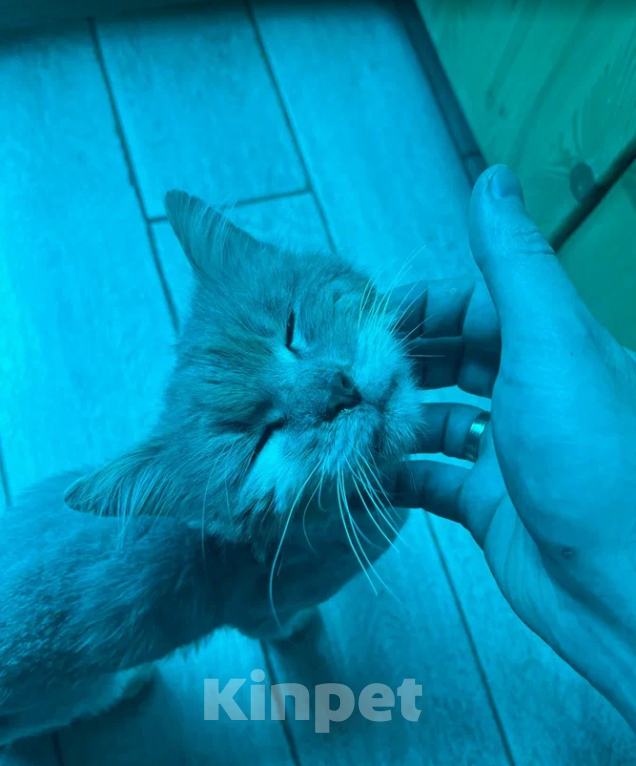Кошки в других городах Краснодарского края: 🐱 ПУШОК ИЩЕТ ДОМ | Новороссийск Мальчик, Бесплатно - фото 2