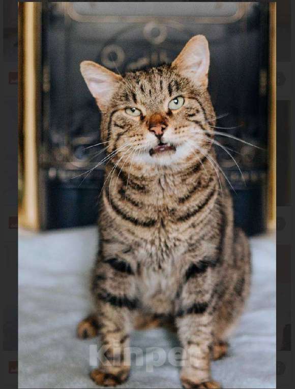 Кошки в Москве: Кот Саня ищет дом Мальчик, Бесплатно - фото 2