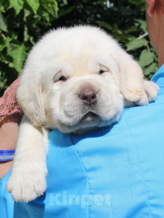 Собаки в других городах Липецкой области: Щенок лабрадора Холлабвууд'с Рокфеллер Мальчик, 120 000 руб. - фото 2