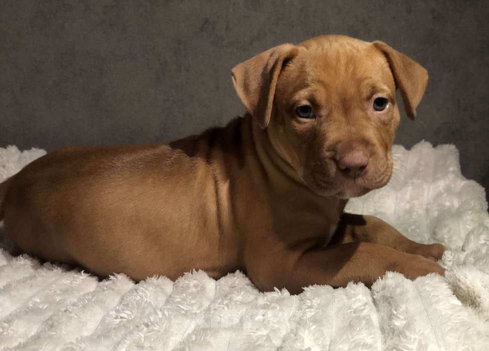 Собаки в Новосибирске: Щенок американского питбультерьера  Девочка, 60 000 руб. - фото 1