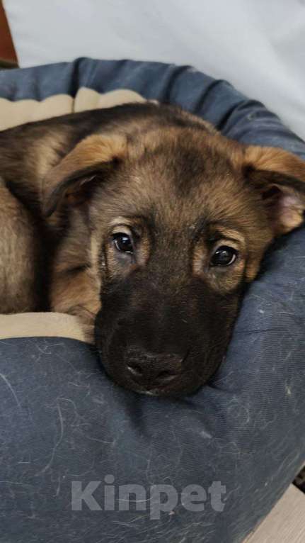 Собаки в Санкт-Петербурге: Малыши 3 месяца — найдены, ищут дом Мальчик, Бесплатно - фото 6