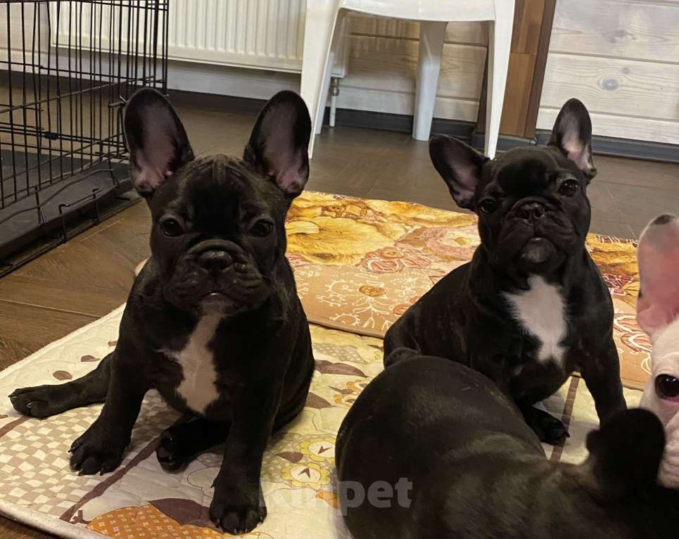 Собаки в Москве: Щенки французского бульдога Девочка, Бесплатно - фото 2