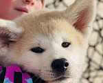 Собаки в Санкт-Петербурге: Продается щенок Акита ину редкого окраса Мальчик, Бесплатно - фото 6