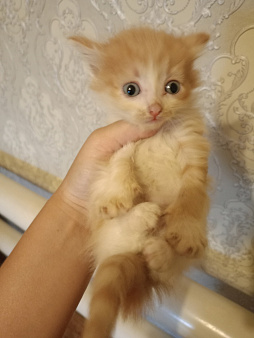 отдам котенка в добрые руки