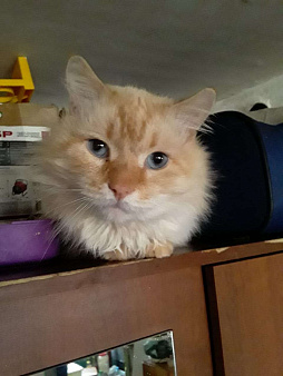 Молодой котик Левушка ищет новый дом 