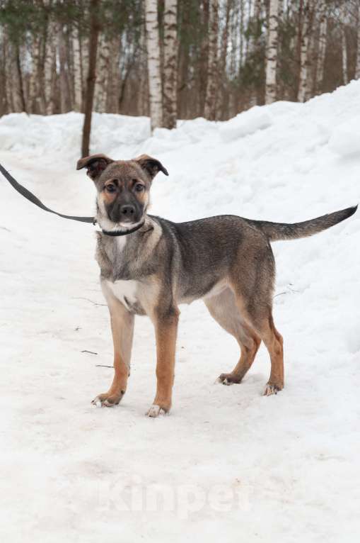 Собаки в Ногинске: Ищем дом для Ванессы — очаровательной 4х-месячной девочки, полной жизни и любви. Девочка, Бесплатно - фото 4
