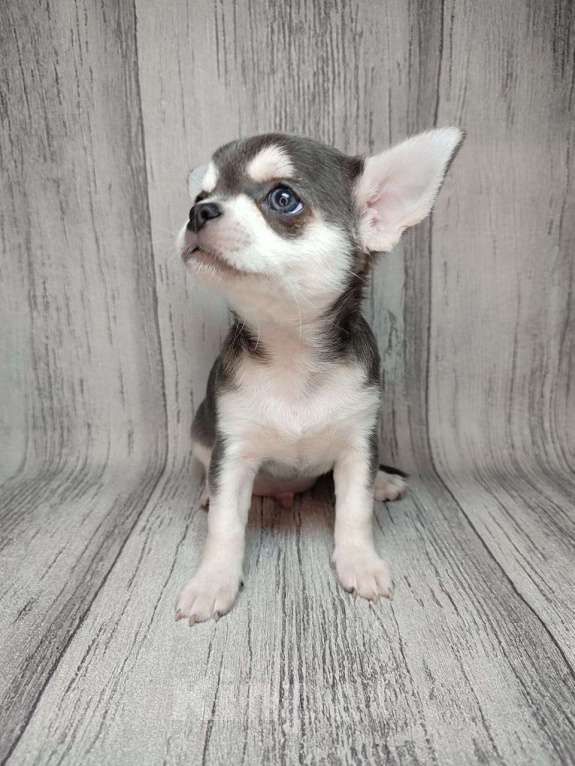 Собаки в Ейске: щенки Чихуахуа Мальчик, Бесплатно - фото 2