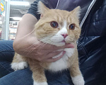 Кошки в Кемерово: Рыжий кот  Мальчик, Бесплатно - фото 1
