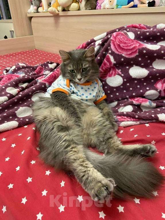 Кошки в Москве: Кошка Шаня в добрые руки  Девочка, Бесплатно - фото 4