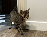 Кошки в Москве: Усатый-полосатый  Мальчик, Бесплатно - фото 4
