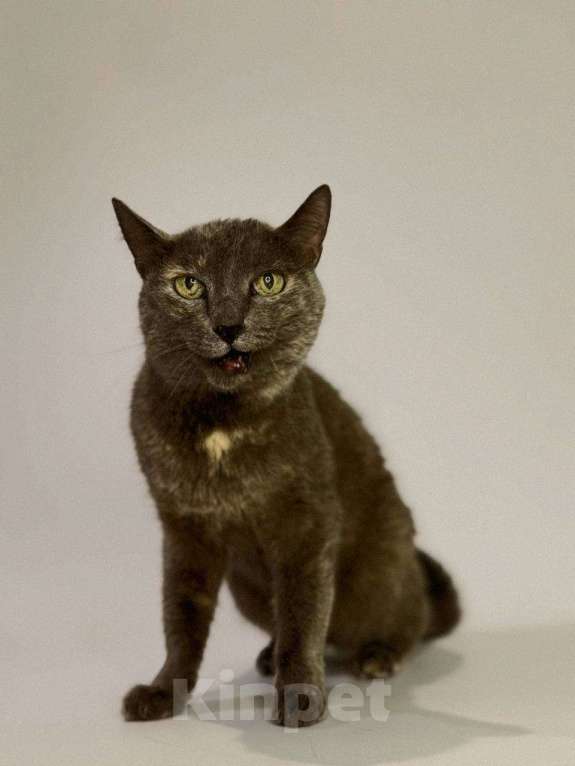 Кошки в Балашихе: Дымка Девочка, Бесплатно - фото 1