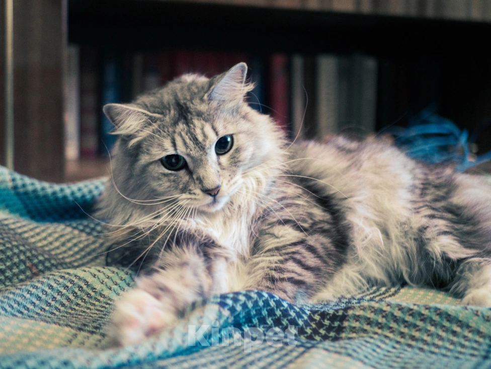 Кошки в Москве: Пристраивается в добрые руки молодой кот Стёпа  Мальчик, Бесплатно - фото 5