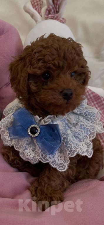 Собаки в Москве: Продаётся малыш Мальчик, 100 000 руб. - фото 9