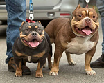 Собаки в Санкт-Петербурге: Щенок Американский Булли Мальчик, Бесплатно - фото 3