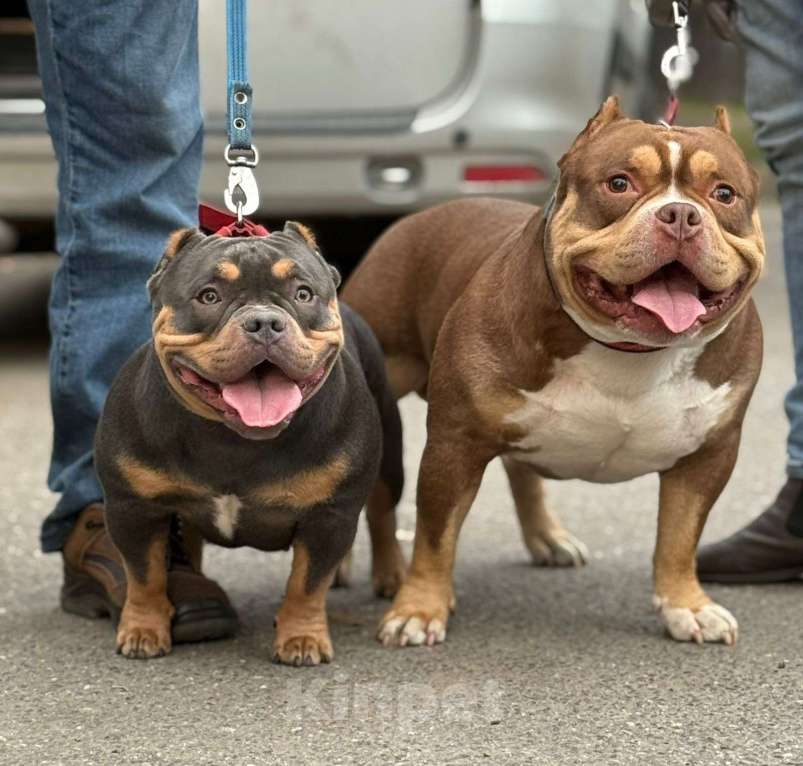 Собаки в Санкт-Петербурге: Щенок Американский Булли Мальчик, Бесплатно - фото 3