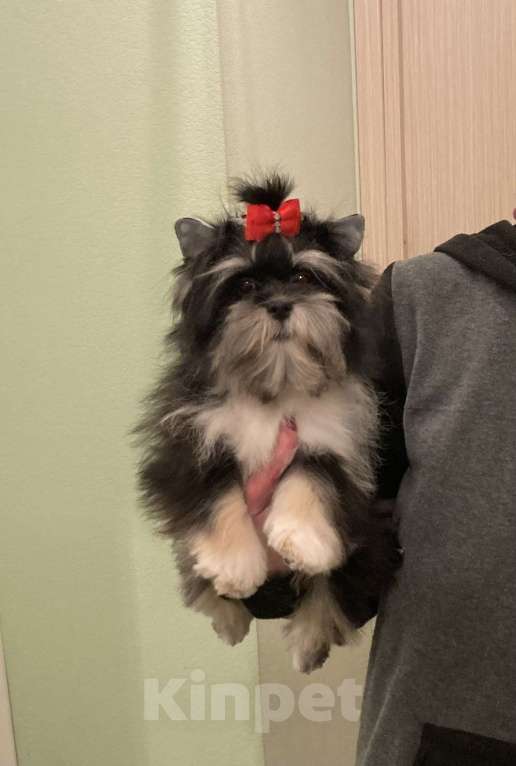 Собаки в Москве: Чёрный йорк девочка стандарт кукольная Девочка, 70 000 руб. - фото 9