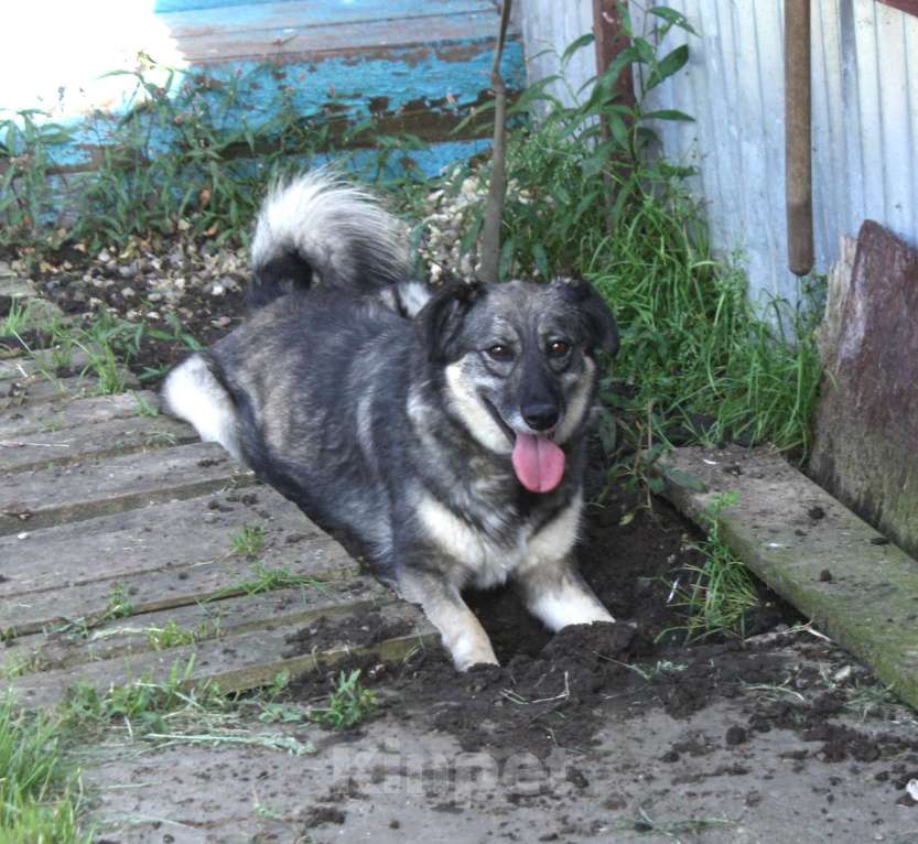 Собаки в Москве: Ласковая, жизнерадостная, позитивная Златочка ждет свою семью, мечтает о доме. Девочка, Бесплатно - фото 7