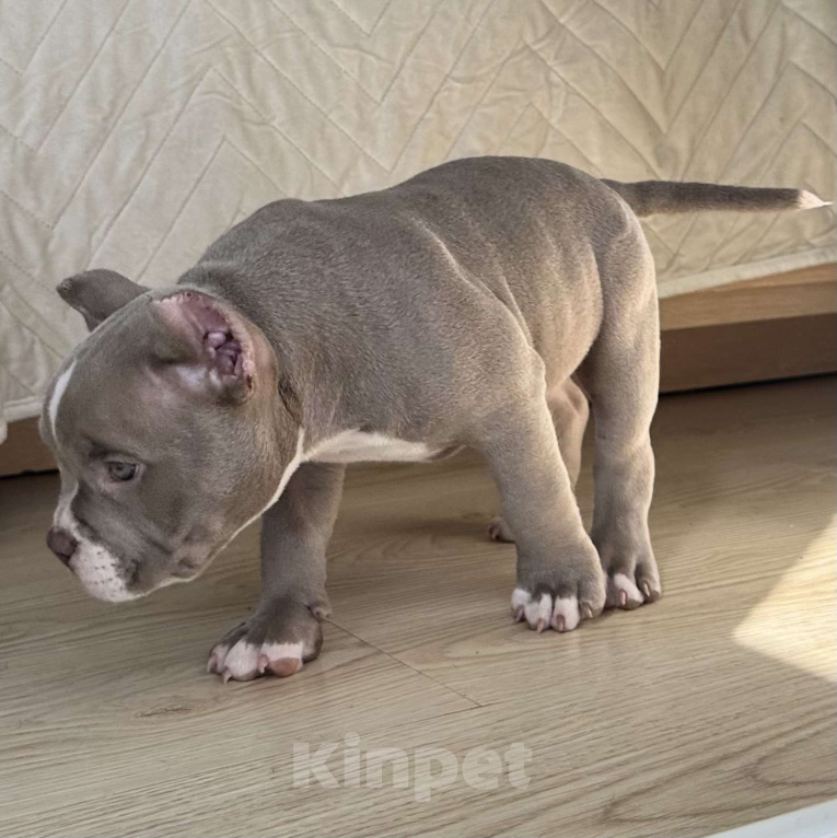 Собаки в Лыткарино: Очаровательный малыш Американский Булли Мальчик, 150 000 руб. - фото 5