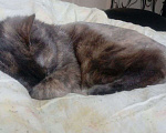 Кошки в Лихославле: Пропала кошечка в Лихославле Девочка, 1 000 руб. - фото 1