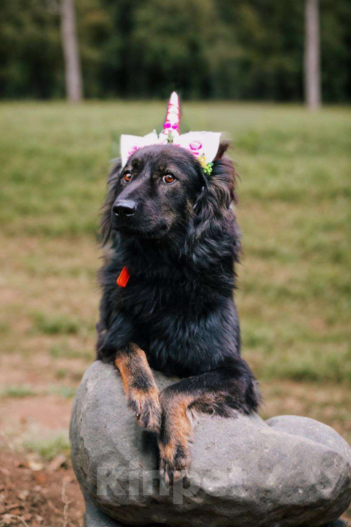 Собаки в Москве: Собака Марта ищет дом! Девочка, Бесплатно - фото 1