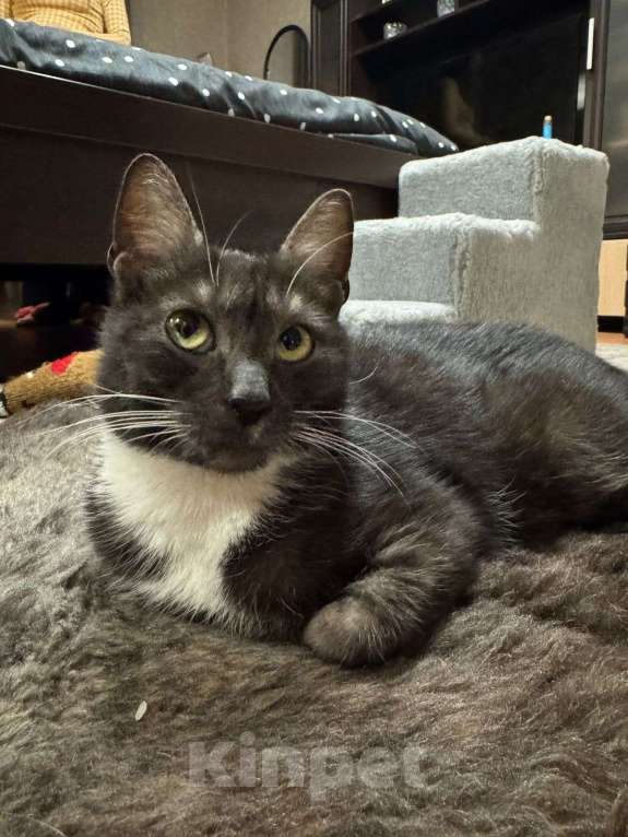 Кошки в Москве: Ласковая и спокойная кошечка Ласка в добрые руки Девочка, 1 руб. - фото 5