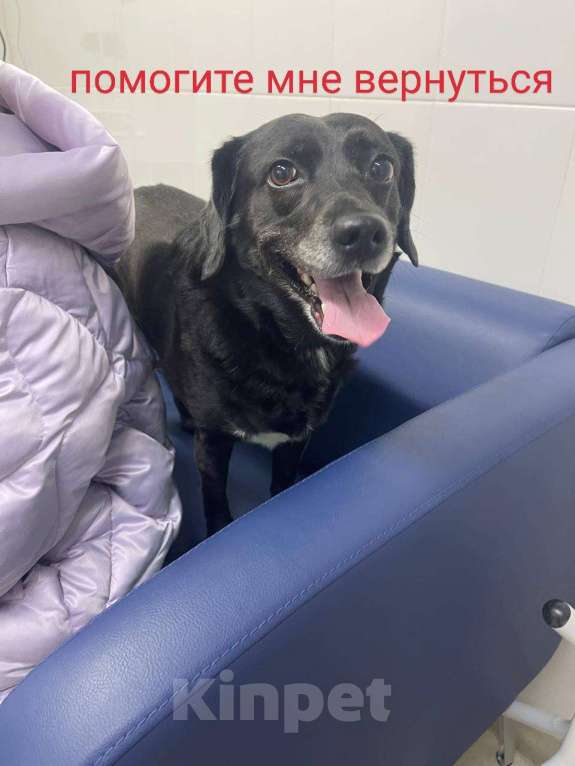 Собаки в Москве: Олли найдись!  Девочка, 100 000 руб. - фото 1