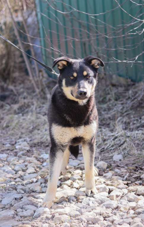 Собаки в Подольске: Кейт в добрые руки  Девочка, Бесплатно - фото 2